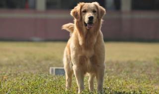 金毛犬吃什么食物最好 金毛犬吃的食物