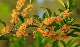 桂花怎么施肥（四季桂花怎么施肥）