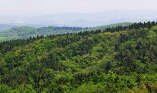 山林种植什么好（山林种植什么经济效益好）