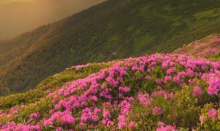 杜鹃花期如何浇水施肥（杜鹃 花期 浇水）